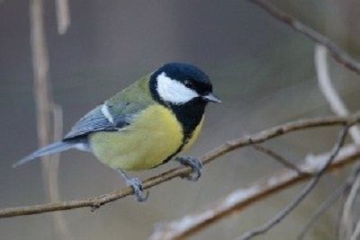 great-tit-400