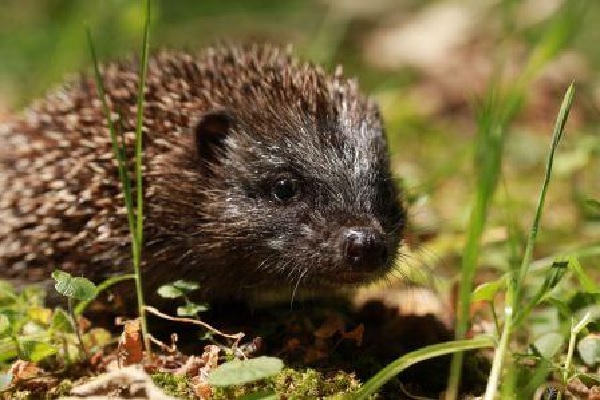 wild animal shelter dudelange 600 400